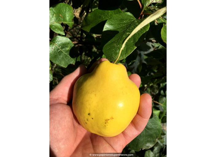 COGNASSIER 'Champion' COGNASSIER 'Champion'