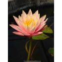 NYMPHAEA \'Colorado\'