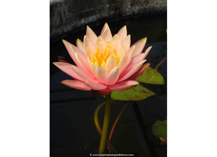 NYMPHAEA 'Colorado'