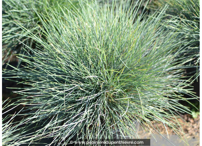 FESTUCA glauca 'Elijah Blue' FESTUCA glauca 'Elijah Blue'