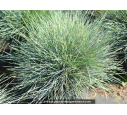 FESTUCA glauca 'Elijah Blue' FESTUCA glauca 'Elijah Blue'