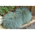 FESTUCA glauca \'Elijah Blue\'