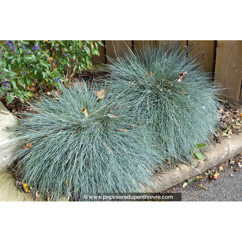 FESTUCA glauca 'Elijah Blue'