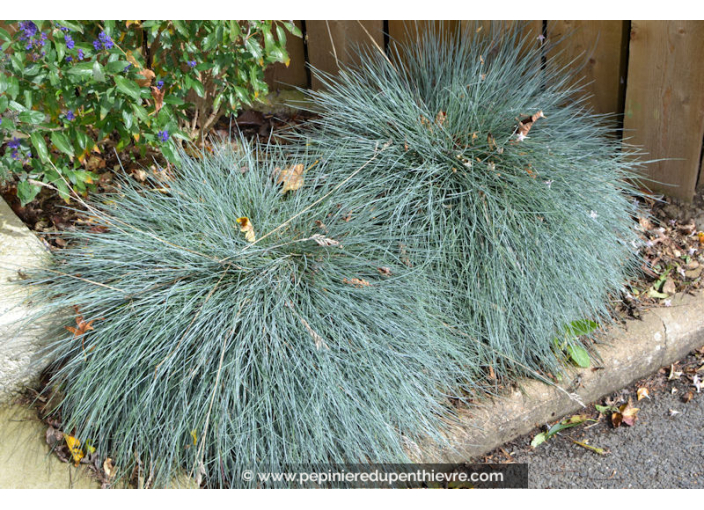 FESTUCA glauca 'Elijah Blue'