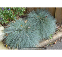 FESTUCA glauca 'Elijah Blue' FESTUCA glauca 'Elijah Blue'