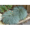 FESTUCA glauca \'Elijah Blue\'