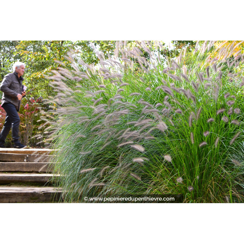 PENNISETUM alopecuroides