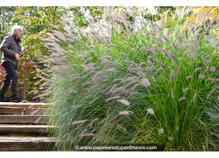 PENNISETUM alopecuroides