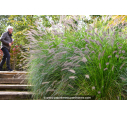 PENNISETUM alopecuroides