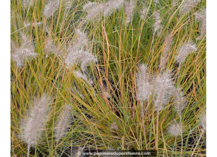 PENNISETUM alopecuroides 'Hameln'