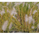 PENNISETUM alopecuroides 'Hameln'