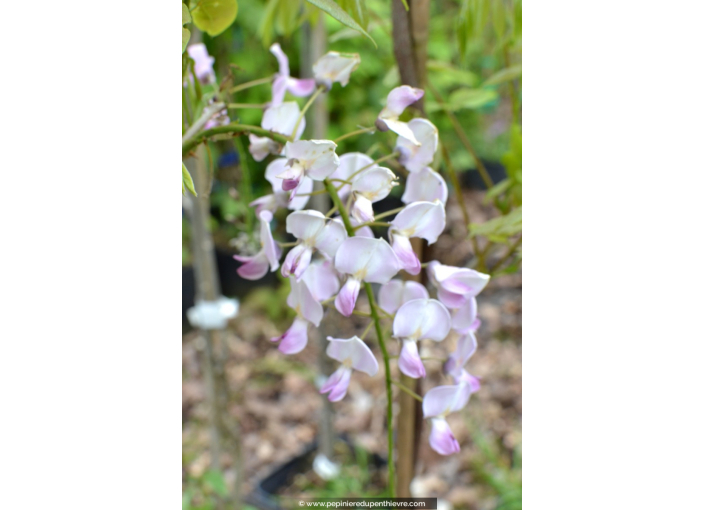 WISTERIA floribunda 'Rosea'