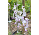 WISTERIA floribunda 'Rosea'