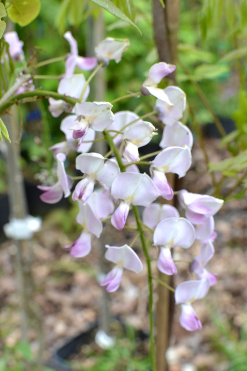 Glycine Du Japon 'Multijuga' - Plante Grimpante Aux Gracppes Lilas De 1m - Conteneur 50-60cm