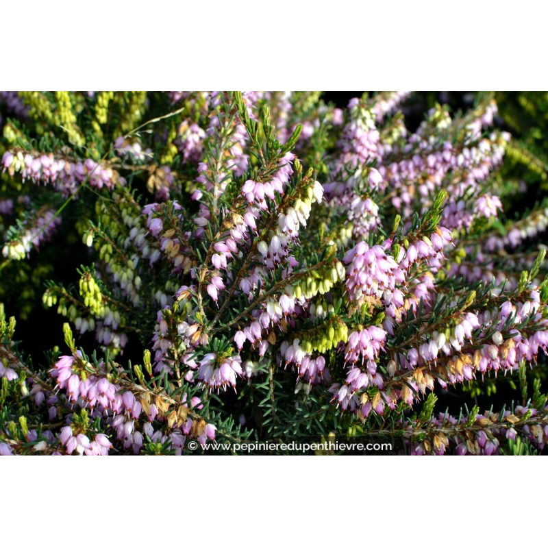 ERICA x darleyensis 'Darley Dale'