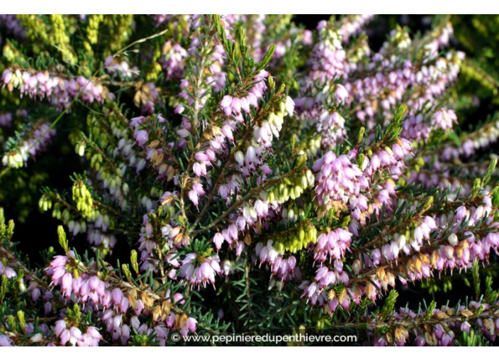 ERICA x darleyensis 'Darley Dale'