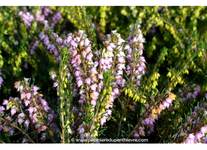 ERICA x darleyensis 'Darley Dale' ERICA x darleyensis 'Darley Dale'