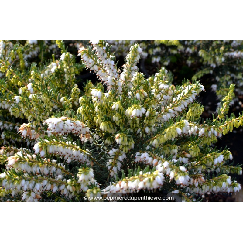 ERICA darleyensis 'White Glow'