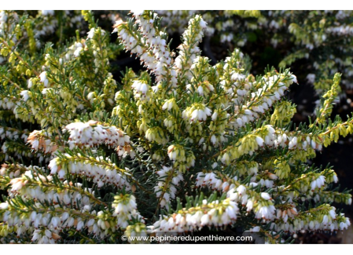 ERICA darleyensis 'White Glow'