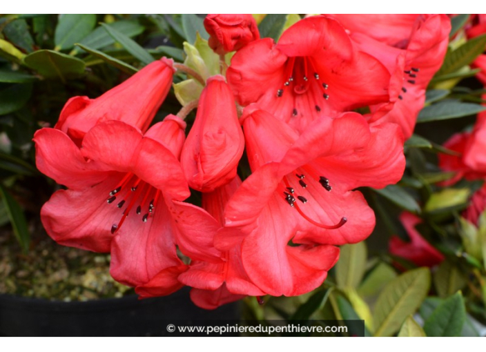 RHODODENDRON nain 'Elisabeth' (rouge) RHODODENDRON nain 'Elisabeth' (rouge)
