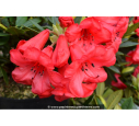 RHODODENDRON nain 'Elisabeth' (rouge) RHODODENDRON nain 'Elisabeth' (rouge)