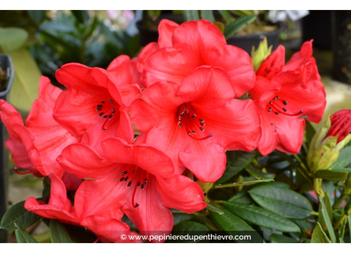 RHODODENDRON nain 'Elisabeth' (rouge)