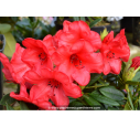 RHODODENDRON nain 'Elisabeth' (rouge) RHODODENDRON nain 'Elisabeth' (rouge)