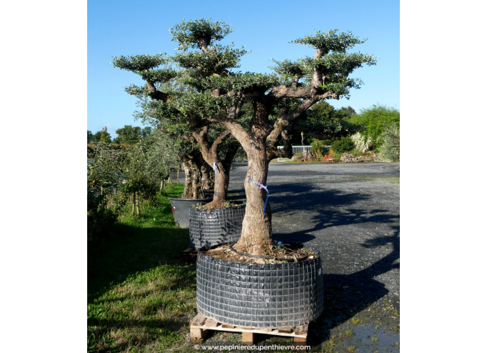 OLEA europaea - OLIVIER 'Plateaux Vieux Tronc 90/100'