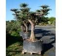 OLEA europaea - OLIVIER 'Plateaux Vieux Tronc 90/100'