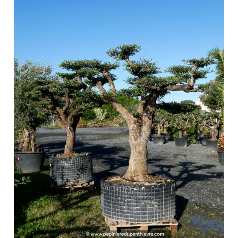 OLEA europaea - OLIVIER 'Plateaux Vieux Tronc 90/100'