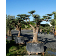 OLEA europaea - OLIVIER 'Plateaux Vieux Tronc 90/100'