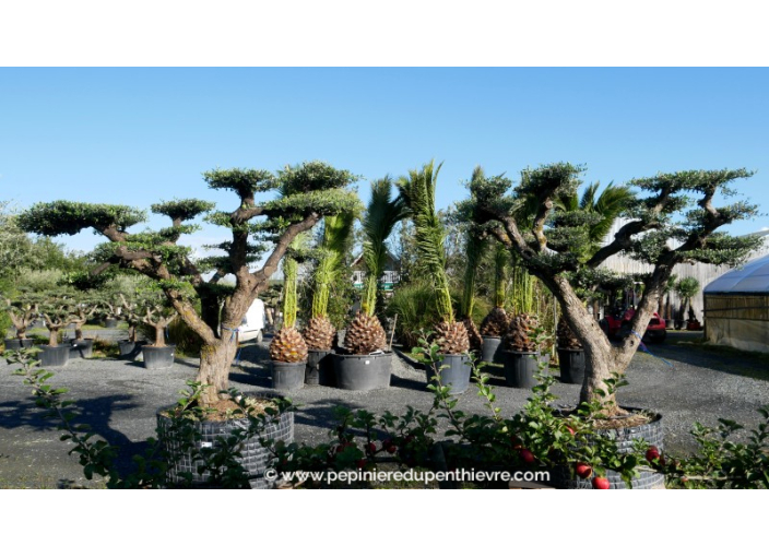 OLEA europaea - OLIVIER 'Plateaux Vieux Tronc 90/100'
