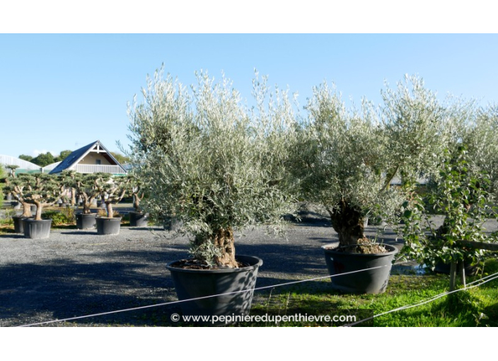 OLEA europaea - OLIVIER 'Bonsaï 120/150'
