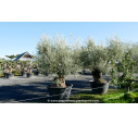 OLEA europaea - OLIVIER 'Bonsaï 120/150'