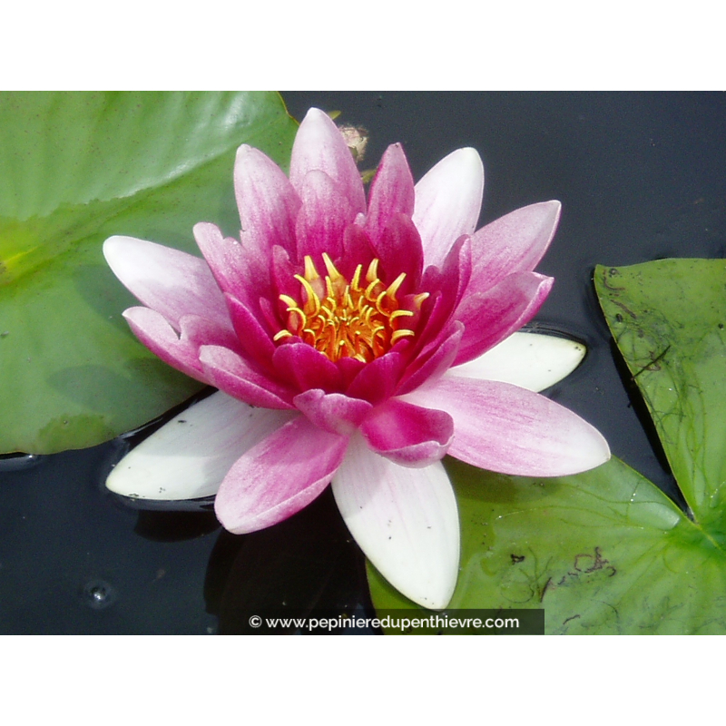 NYMPHAEA 'Attraction'