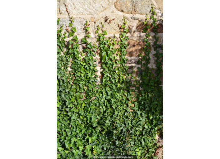 HEDERA hibernica HEDERA hibernica