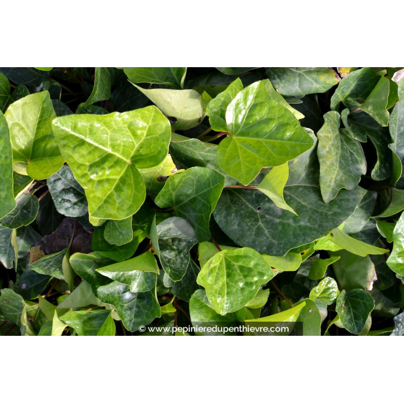 HEDERA hibernica