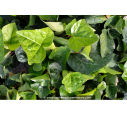 HEDERA hibernica HEDERA hibernica