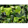 HEDERA hibernica