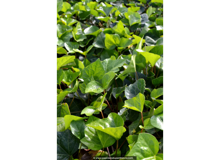 HEDERA hibernica HEDERA hibernica