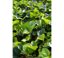 HEDERA hibernica HEDERA hibernica
