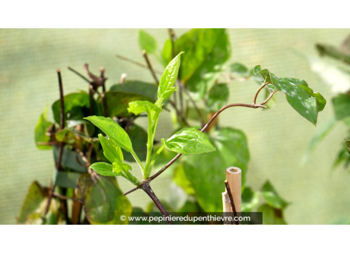 CLEMATIS 'Jackmanii' CLEMATIS 'Jackmanii'