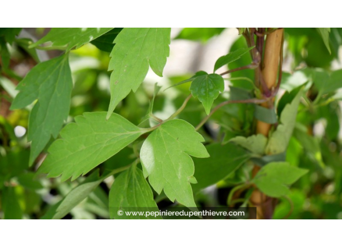 CLEMATIS montana 'Tetrarose'