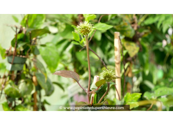 CLEMATIS 'The President' CLEMATIS 'The President'