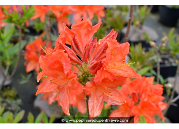 AZALEA mollis 'Saturnus' (rouge orangé)