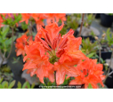 AZALEA mollis 'Saturnus' (rouge orangé)