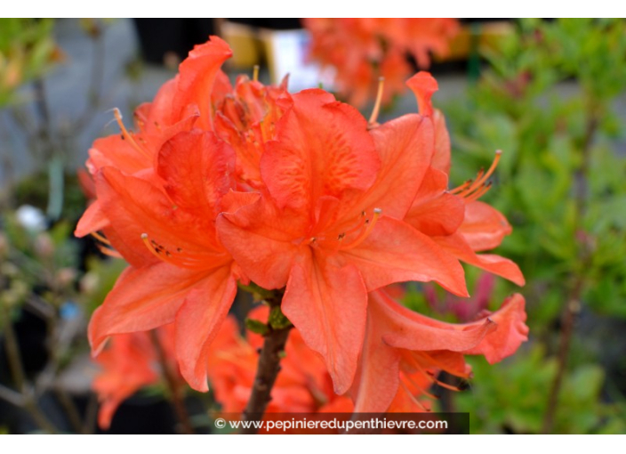 AZALEA mollis 'Saturnus' (rouge orangé)