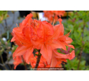 AZALEA mollis 'Saturnus' (rouge orangé)