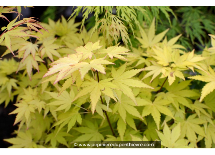 ACER palmatum 'Orange Dream' ACER palmatum 'Orange Dream'