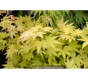 ACER palmatum 'Orange Dream' ACER palmatum 'Orange Dream'
